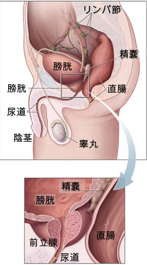 The prostate